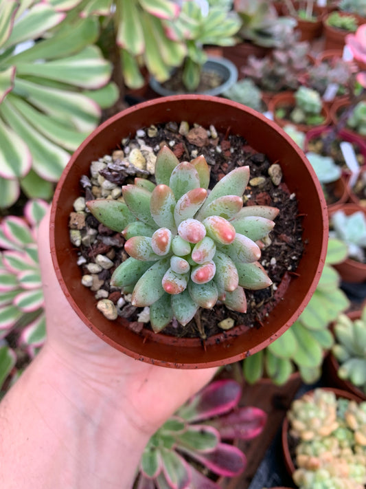 Echeveria "Blood Warbler"