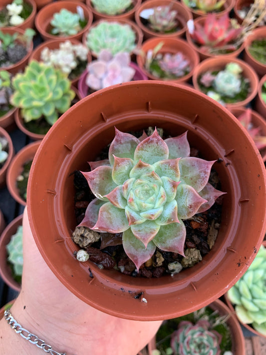 Echeveria "Lilac card" (E. colorata x E. "Nari") Korean by ChangHee