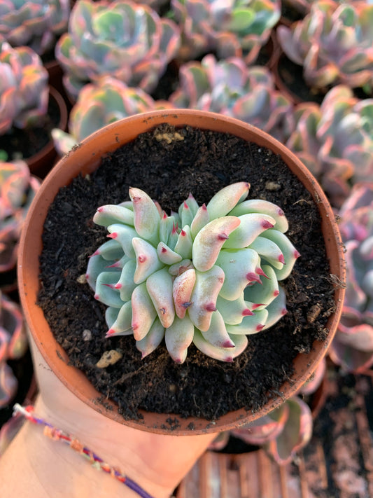 Echeveria "black nails" Korean