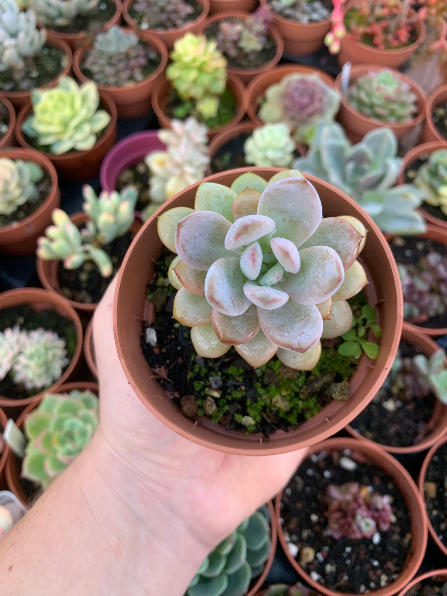 Echeveria "Snow Star"