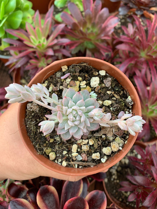 Echeveria prolifica bunt koreanisch
