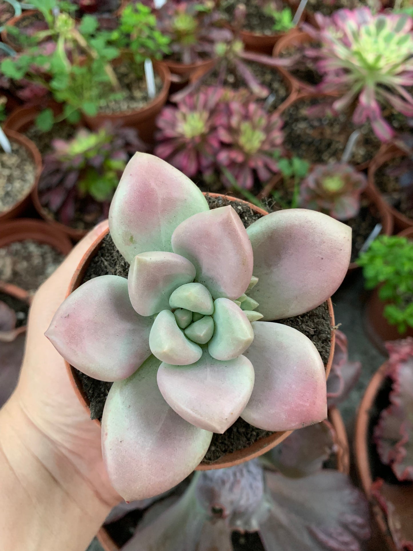 Graptoveria "Pink Donna"