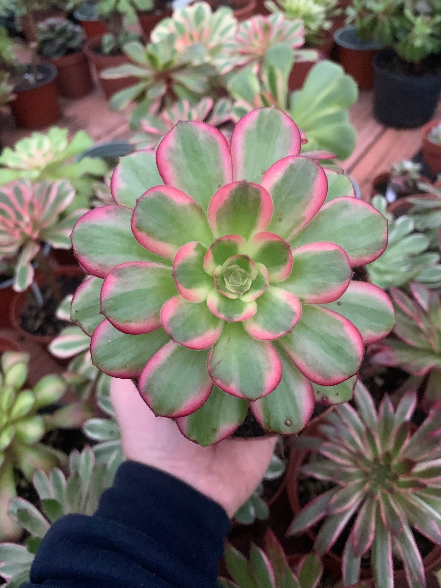 Aeonium "cornish rose" cv anna  variegado