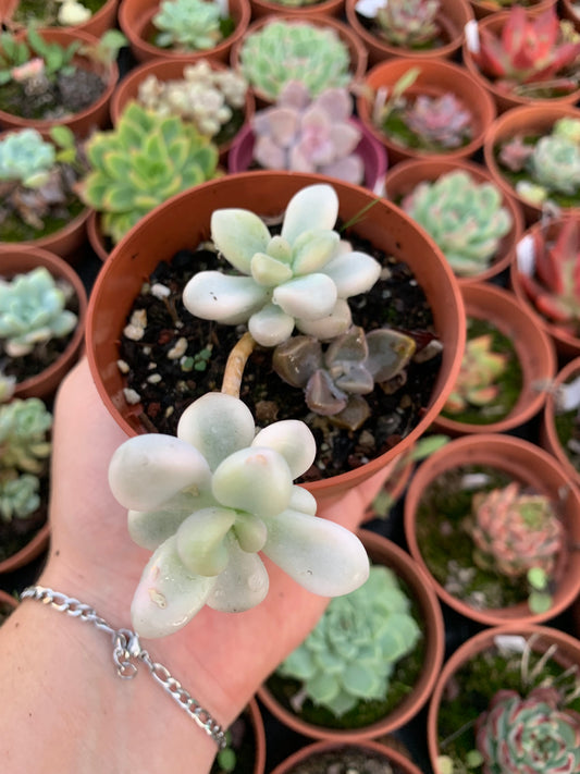 Graptopetalum "Ellen" variegado Korean