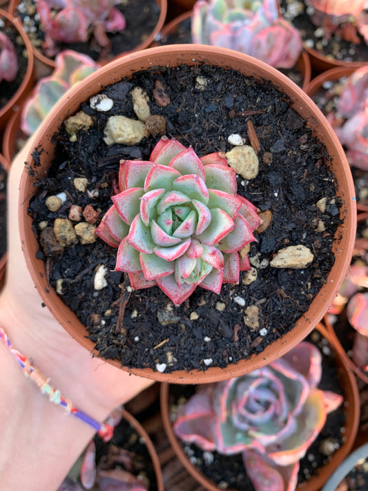 Echeveria "Black Rose"