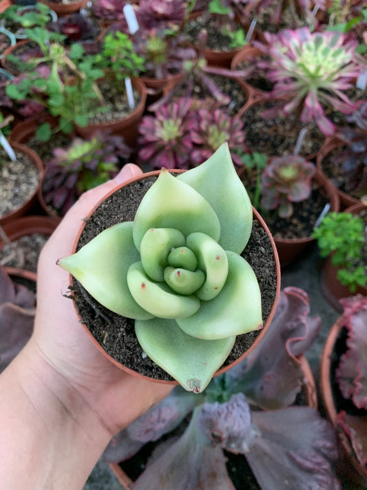 Echeveria Agavoides Variegada