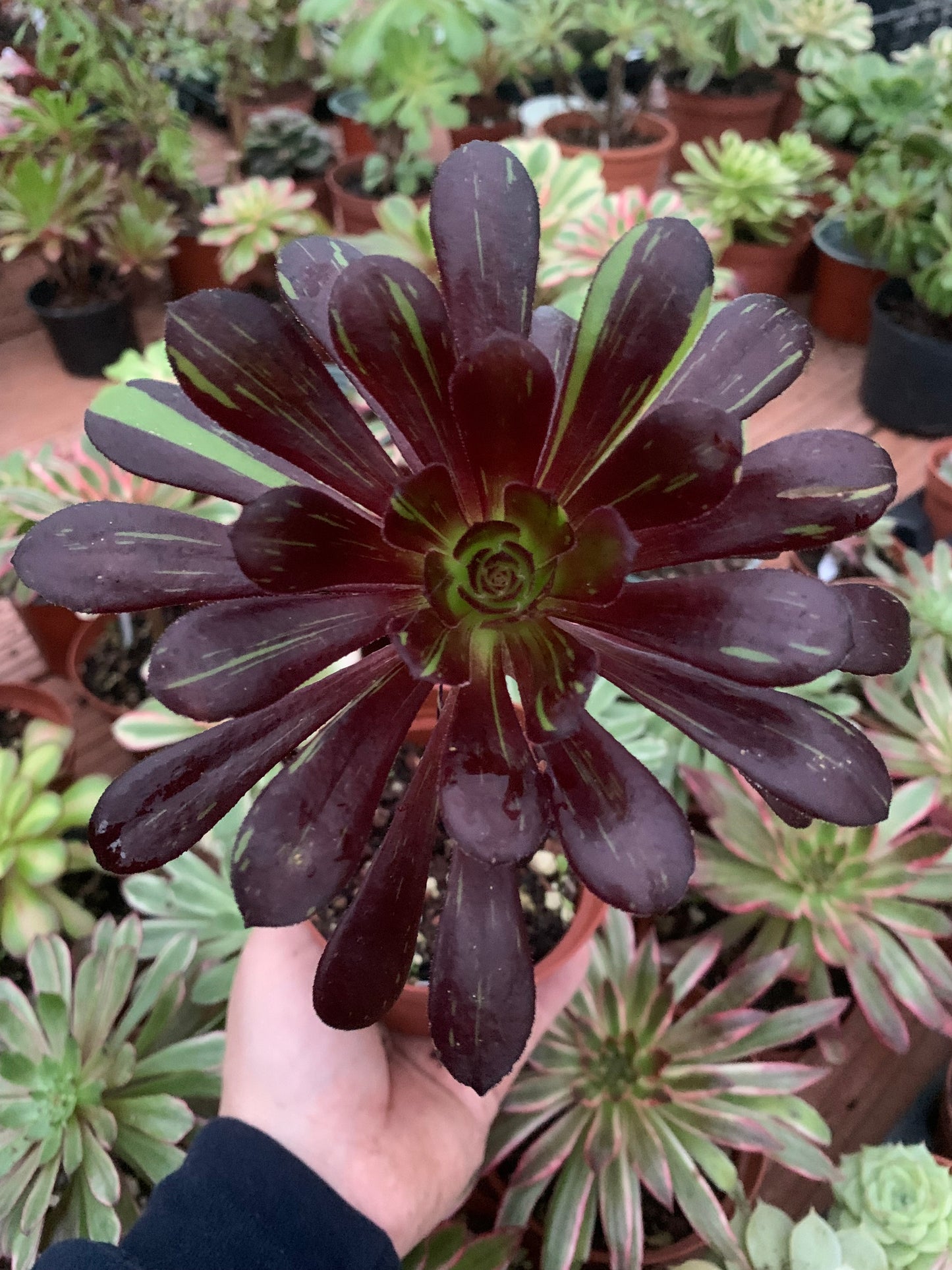 Aeonium "Big Bang" variegado