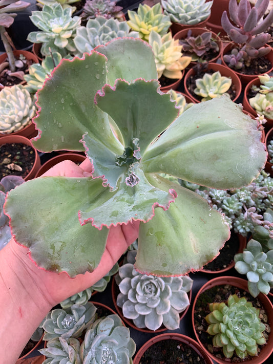 Echeveria "Regina Drago"