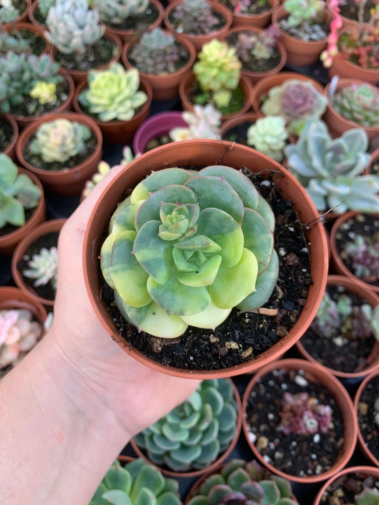 Echeveria "Nicksana" Variegada Korean