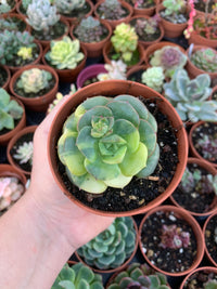 Echeveria "Nicksana" Variegada Korean