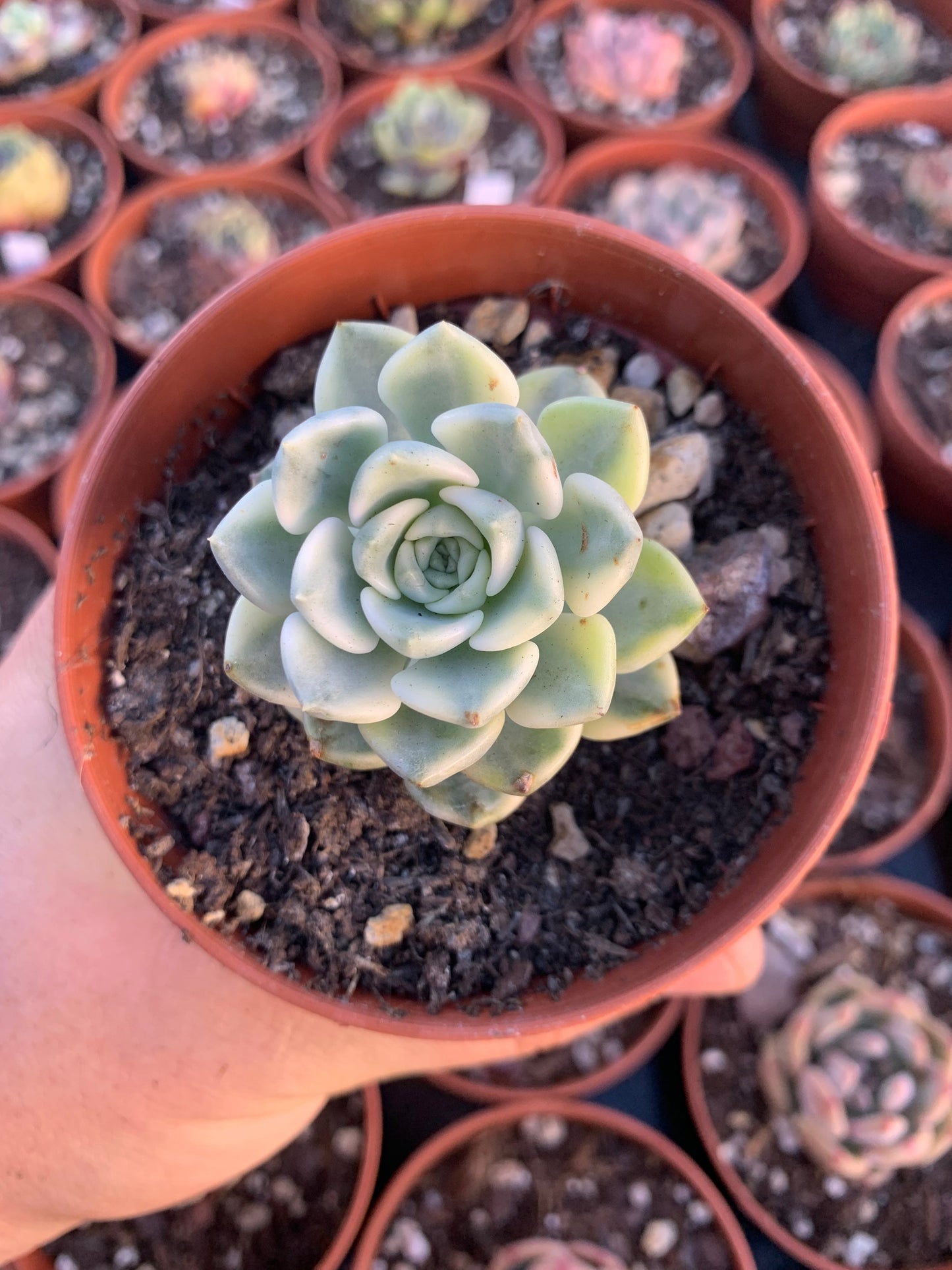 Graptoveria "Tinkerbell" Variegada Korean by Chang Won farm