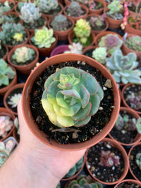 Echeveria "Nicksana" Variegada Korean