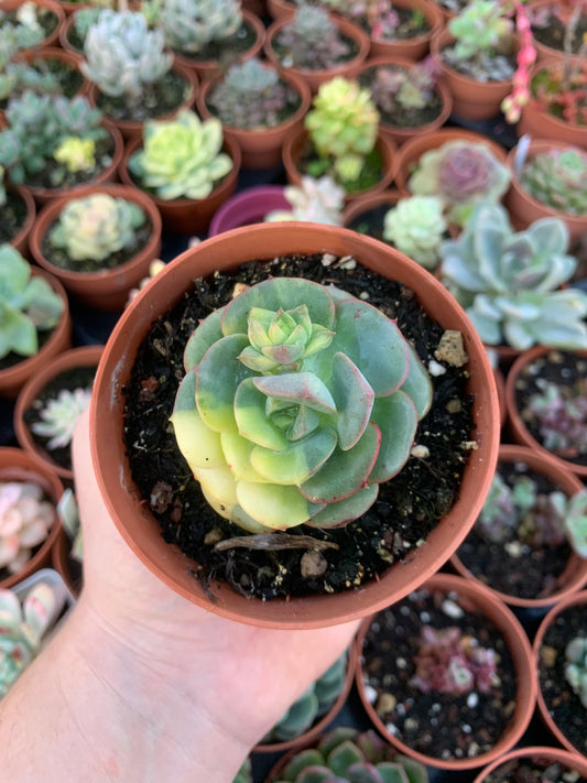 Echeveria „nicksana“ bunt koreanisch