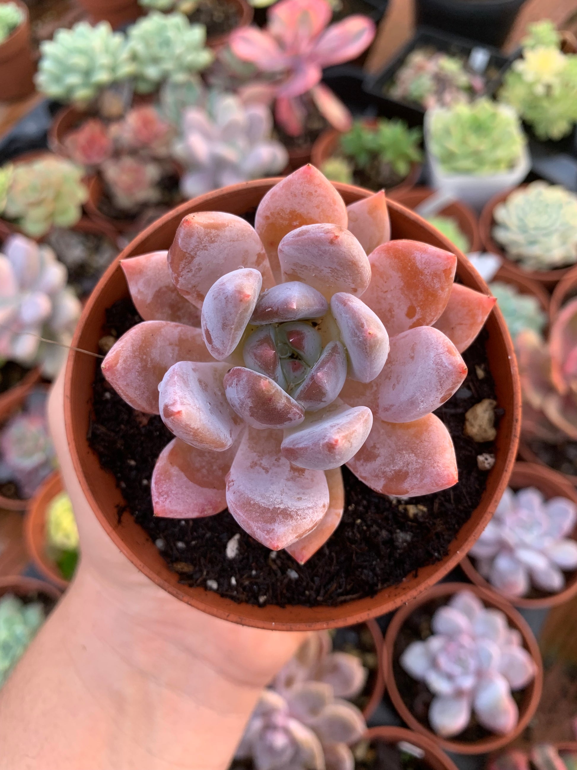 korean rose succulent Echeveria "Pine Rose" Korean – Succulovers