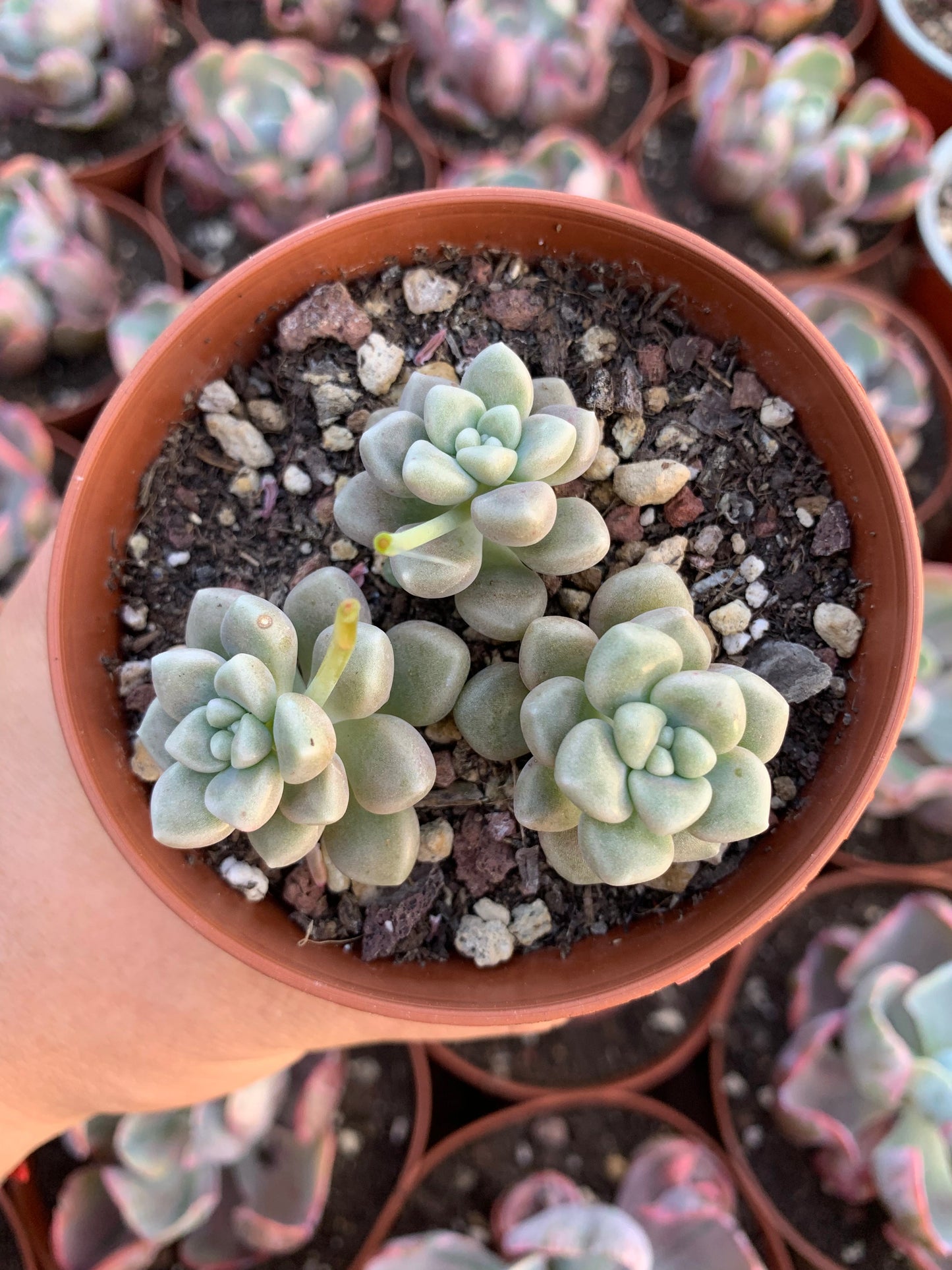 Graptopetalum mendozae