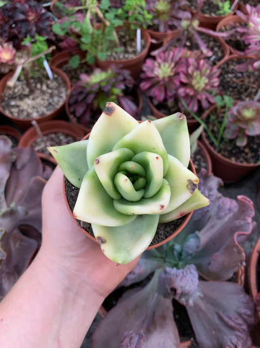 Echeveria Agavoides Variegada
