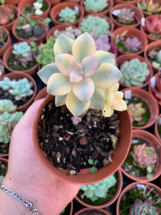Graptosedum "Nuit Blanche" variegada Korean