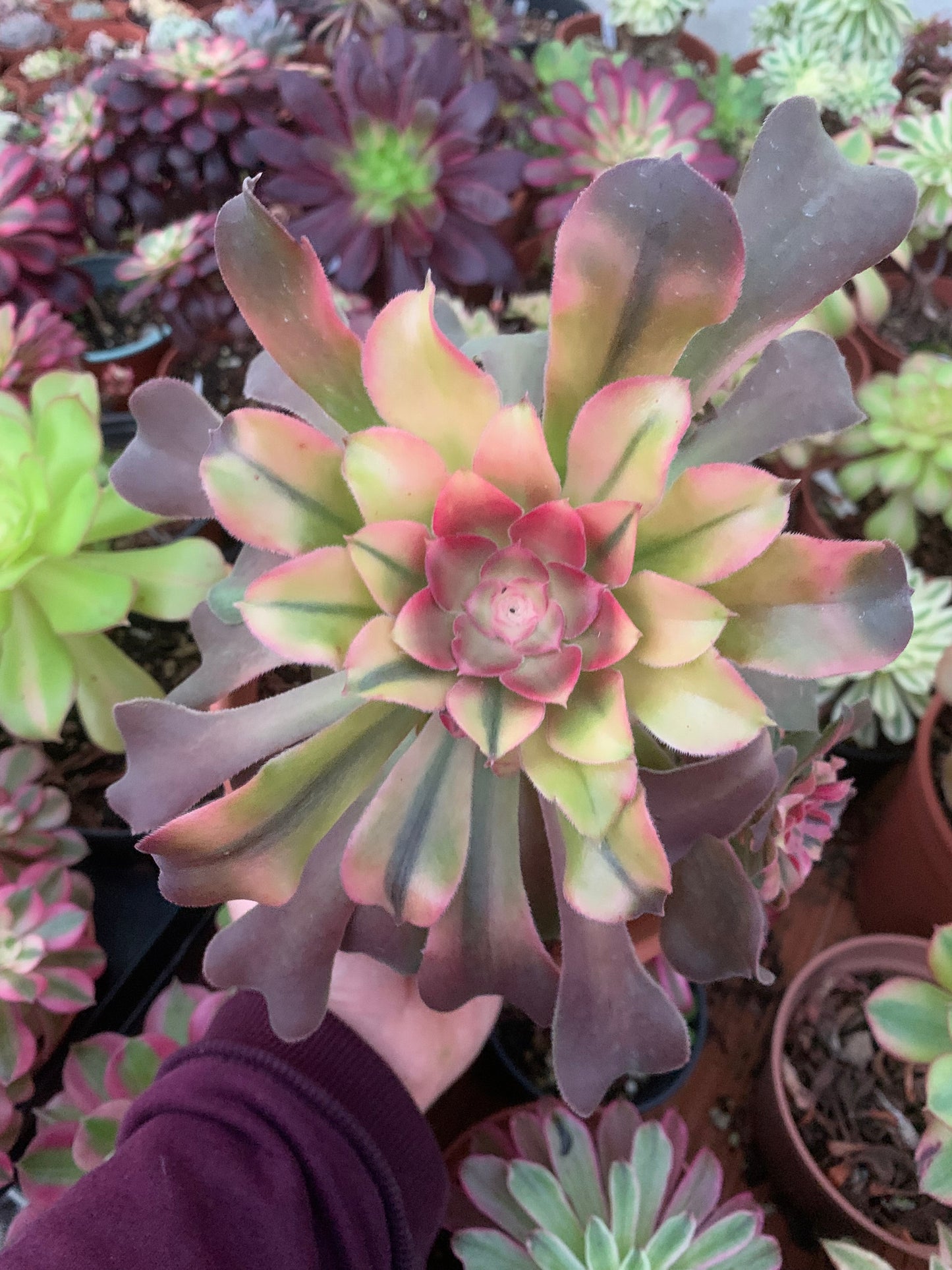 Aeonium "Pink Witch" mutacion con hijos variegado