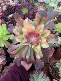 Aeonium "Pink Witch" mutacion con hijos variegado