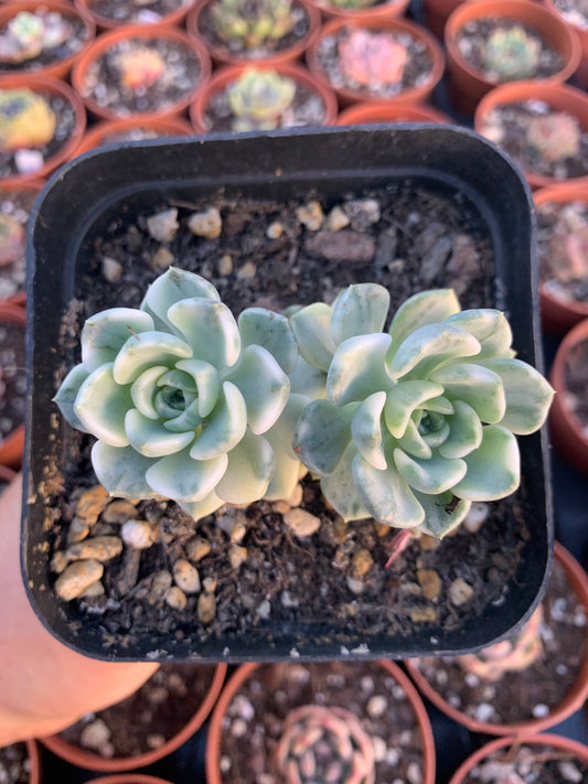 Graptoveria "Tinkerbell" coreana variegada da fazenda Chang Won