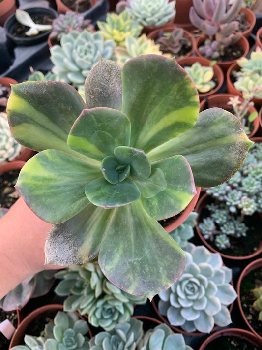 Echeveria variegata "Blue Metal"