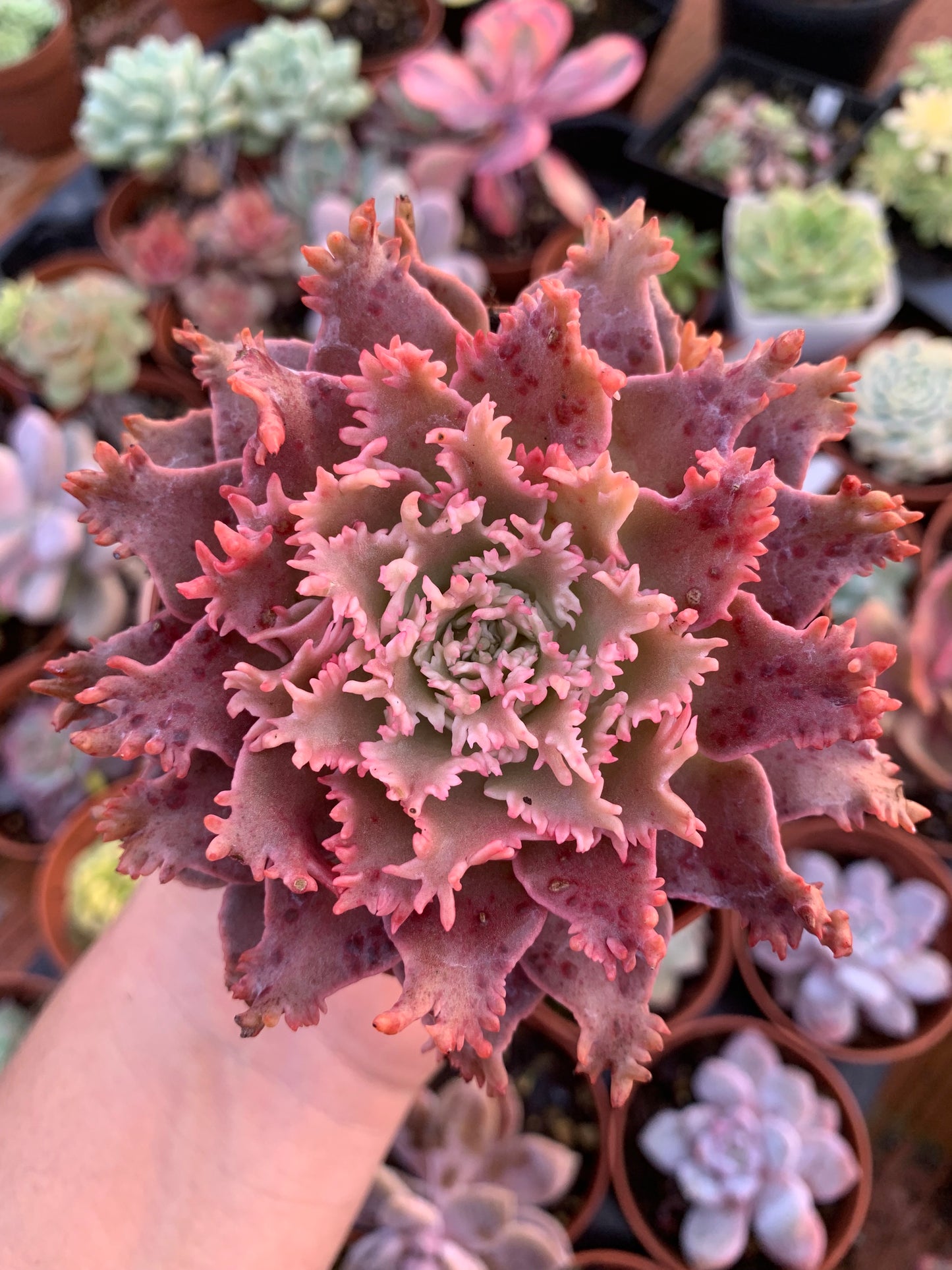 Graptoveria "Harry Watson" coreano