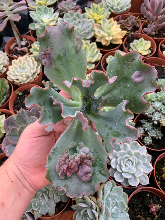 Echeveria "Regina Drago"