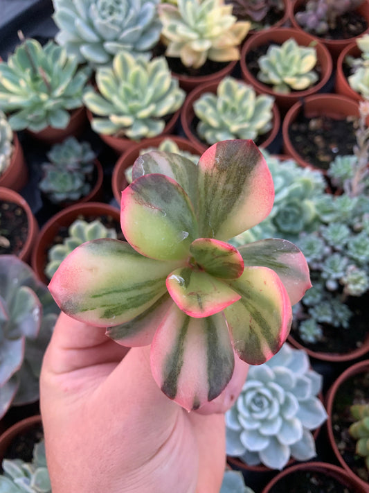 Echeveria "Prima Donna" Variegada Korean Cutting