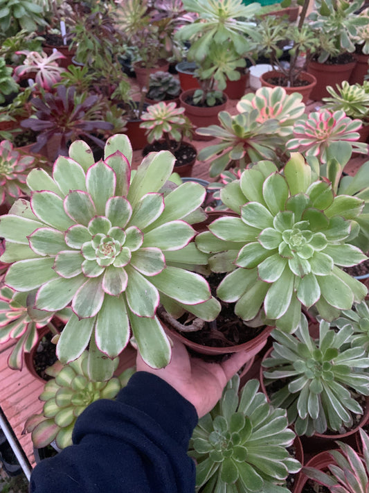 Aeonium „Tintenmalerei“, bunte Traube