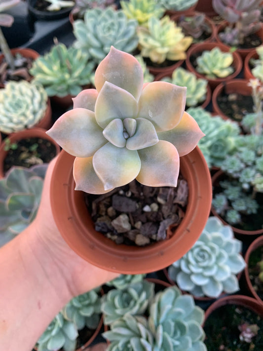 Graptopetalum "Snow White" Variegata Korean