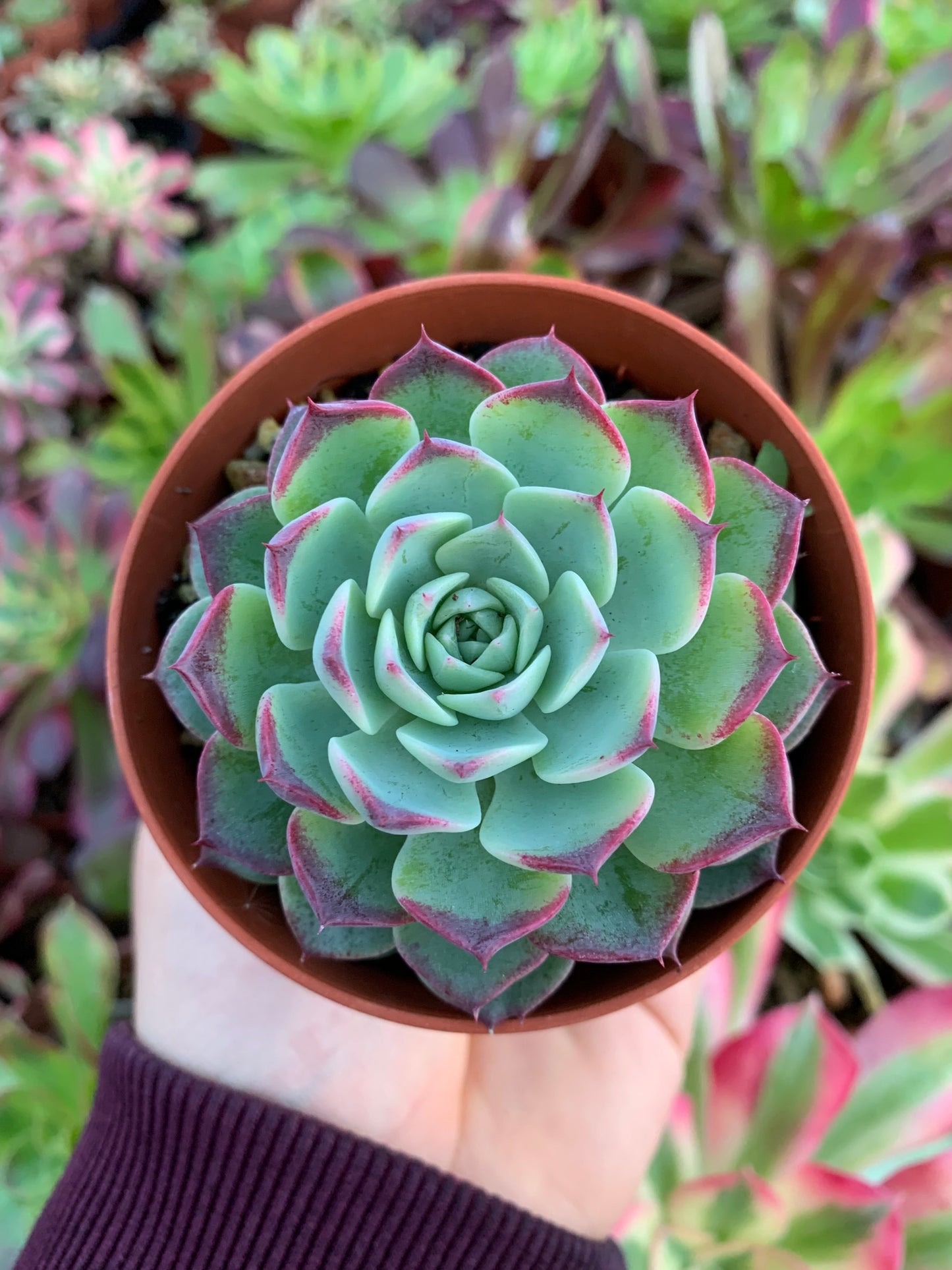 Echeveria „Red Cat“ (E. hyalina x E. sarahime) Koreanisch von ChangHee