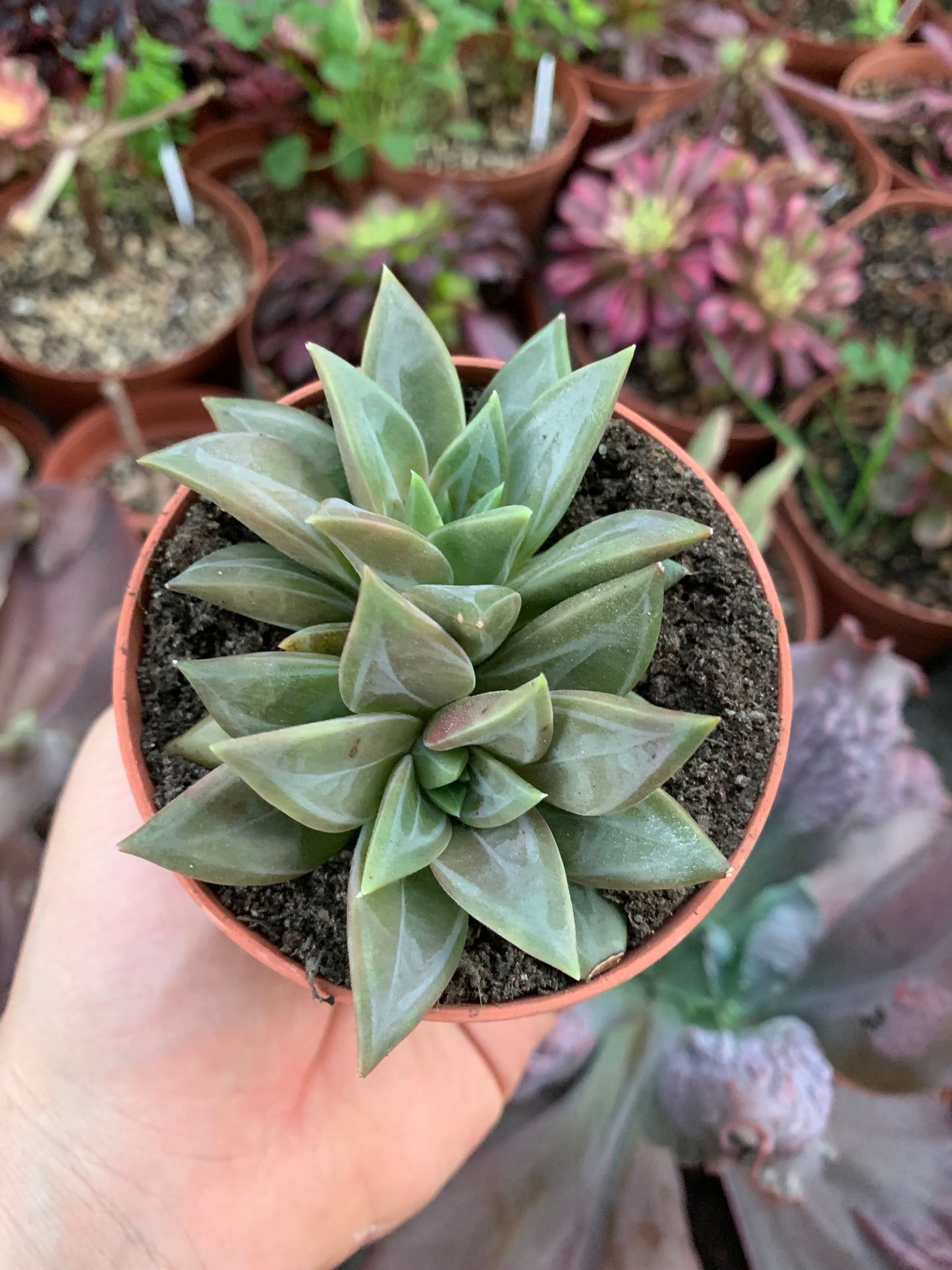 Echeveria "Danica"