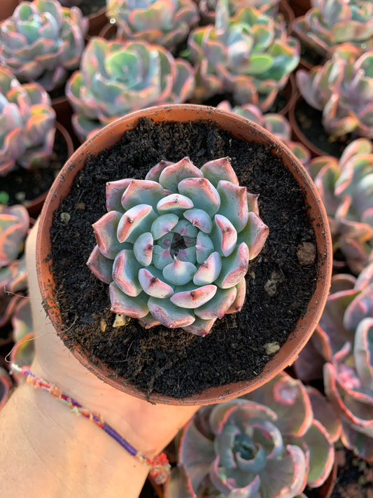Echeveria "Arcane" Koreanisch von der Farm Chang Won