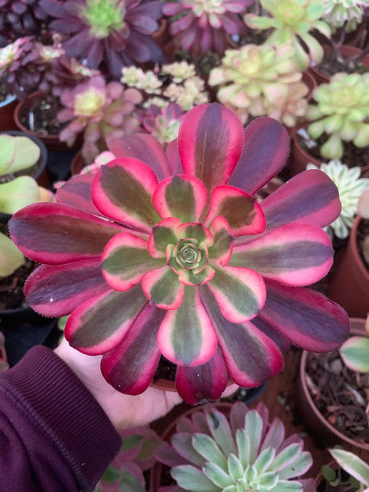 Aeonium "Chanel" variegado