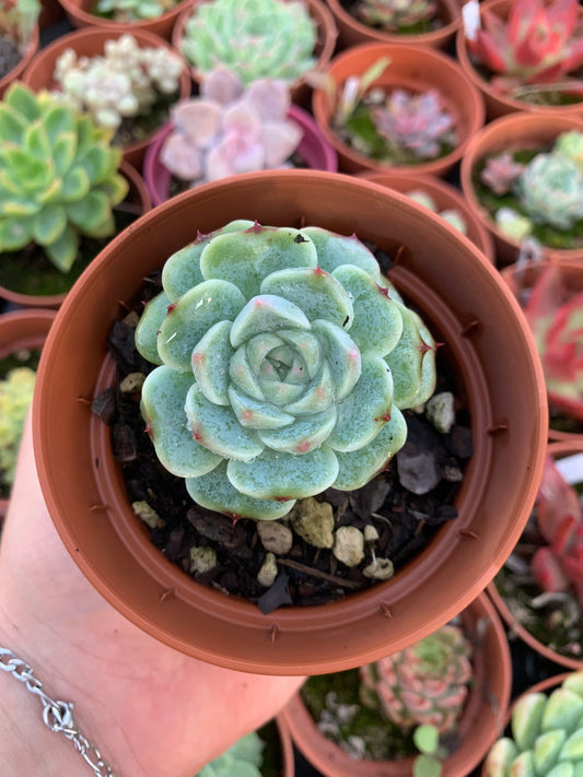 Echeveria "red velvet" (E. laui x E. hyalina) Korean