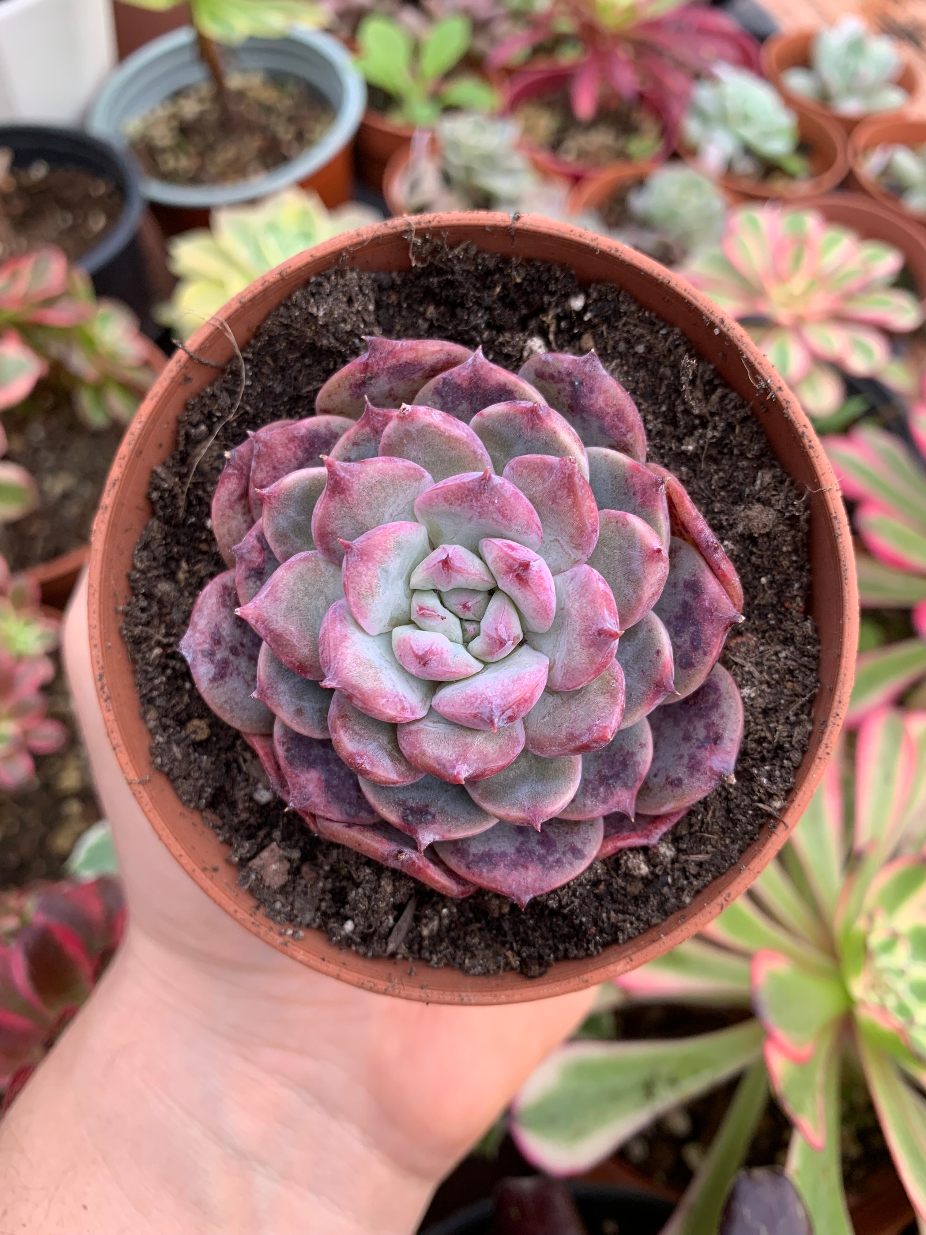 Echeveria Cherry Shadow Korean Succulovers echeveria-cherry-shadow-korean-succulovers