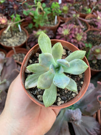 Pachyveria "Pachyphytoides" variegata Korean