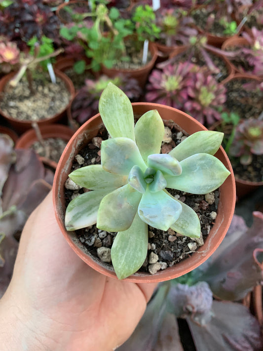 Pachyveria "Pachyphytoides" variegata Korean
