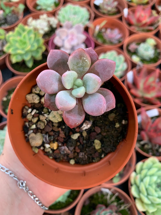 Echeveria "Polaris Heart" Korean by Chang Won farm