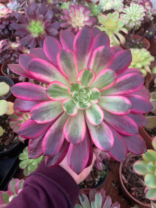 Aeonium "Weddin Dress" Variegado