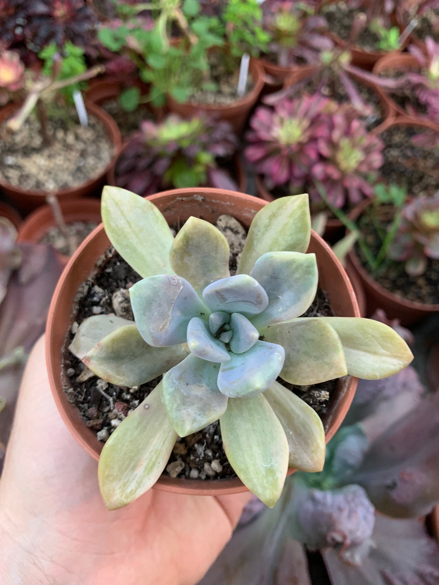 Pachyveria "Pachyphytoides" variegata Korean