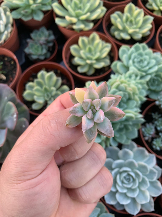Graptosedum "Ghosty" Variegado Korean Cutting