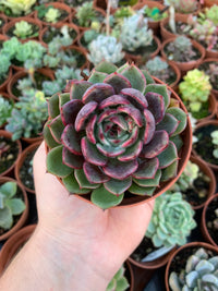 Echeveria "Black Eyes" Korean