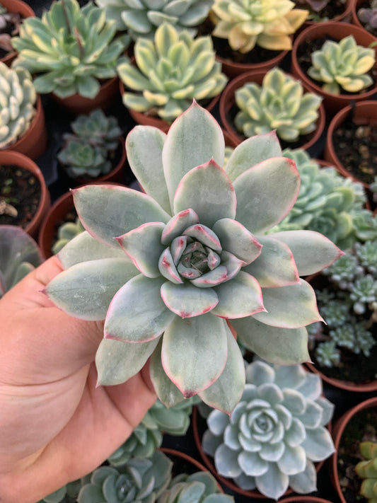 Echeveria ''Pulidonis Silver'' Variegada Korean Cutting