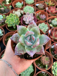 Echeveria colorata var. brandti