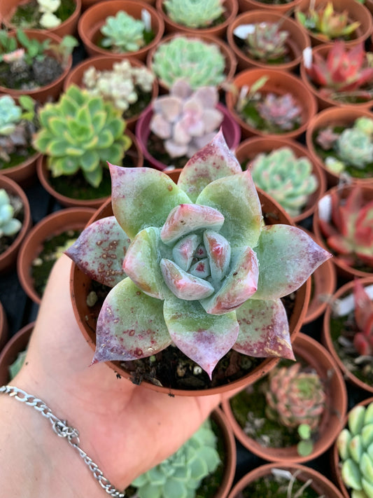 Echeveria colorata var. brandti