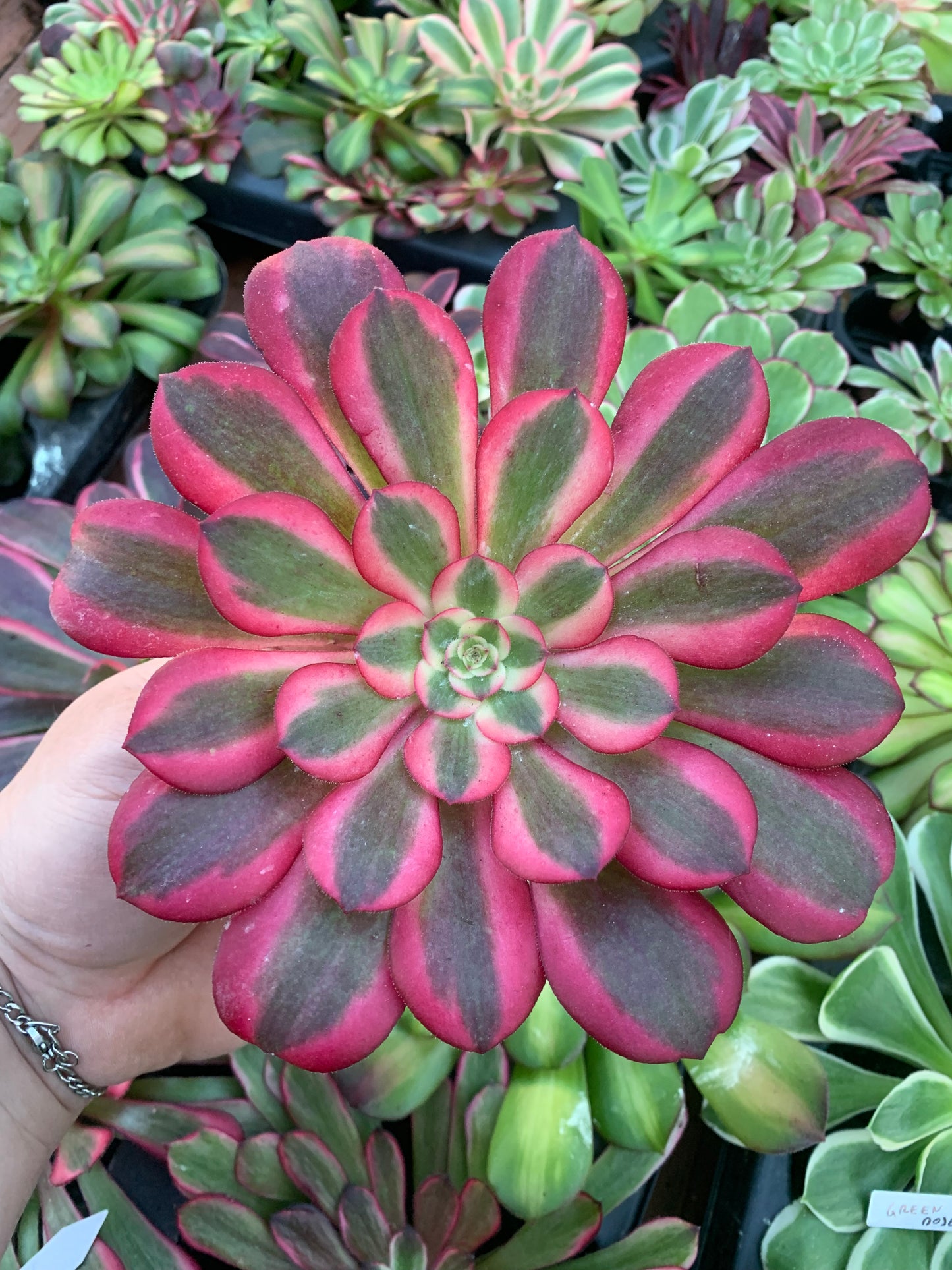 Aeonium "Medusa" cutting Variegado
