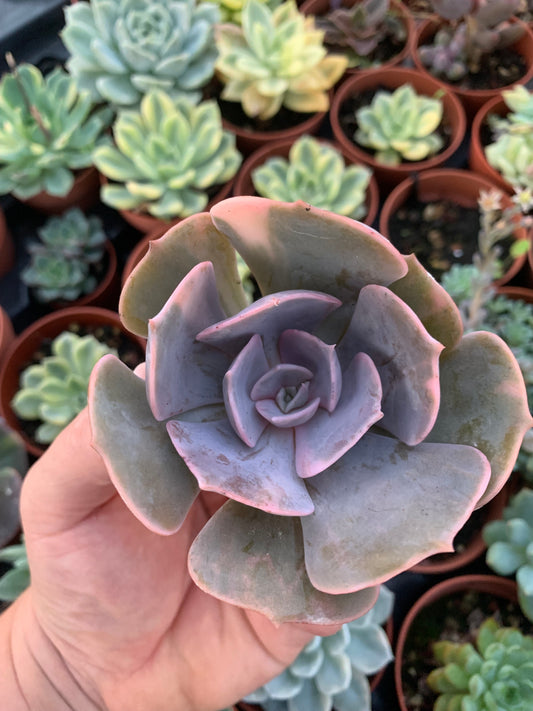 Echeveria "Pollux" Variegada Korea Cutting