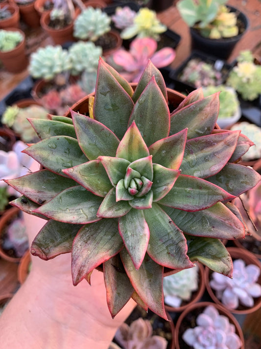 Echeveria Agavoides "Leopard" variegada Korean