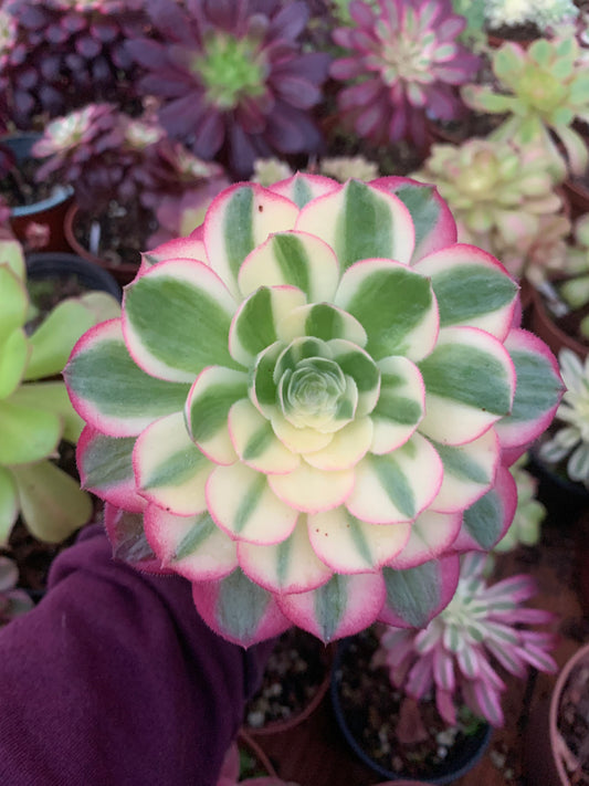 Aeonium "Madeira Rose" jaune panaché